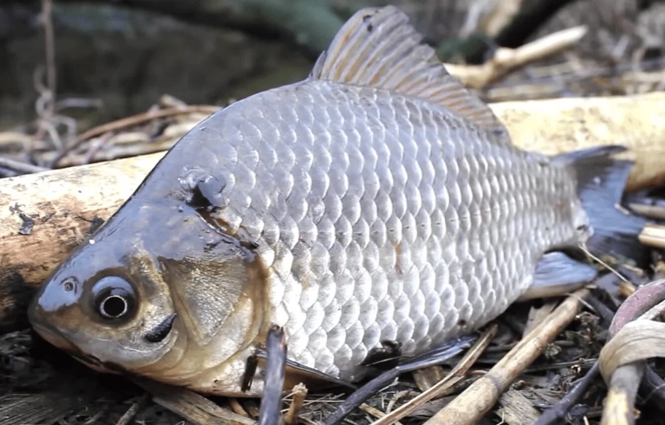 Carassius auratus серебряный карась. Карась обыкновенный Carassius Carassius. Амурский сазан. Вика карась.