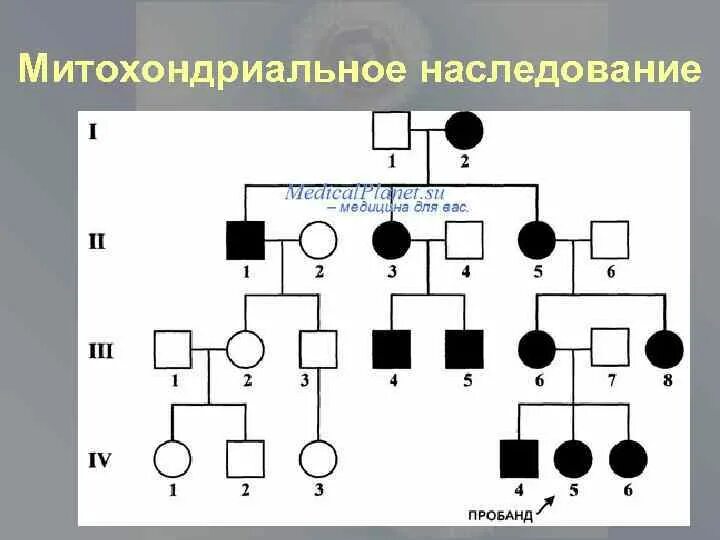 Синдром лебера тип наследования. Митохондриальный тип наследования. митохондриальный тип наследования заболевания. наследование митохондриальной днк. митохондриальное наследование схема.