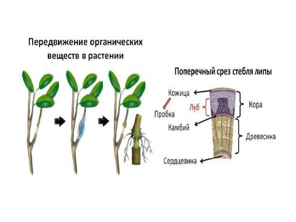 Передвижение воды в корне. Передвижение веществ у растений. Транспорт веществ у растений. Движение веществ по растению. Передвижение органических веществ в растении.