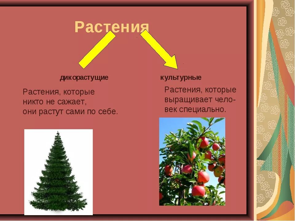 Какие растения называются дикорастущими привести примеры. Дикорастущие и культурные растения. таблица дикорастущие и культурные растения. различия дикорастущих и культурных растений. дикорастущие растения и культурные растения.