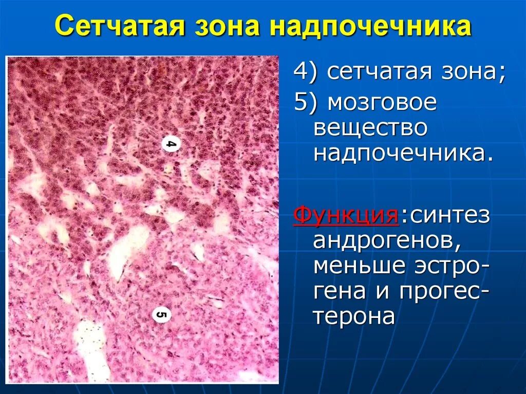 Сетчатая зона коры надпочечников препарат. Клетки надпочечников гистология. Сетчатая зона надпочечников гистология. Надпочечник мозговое вещество микропрепарат гистология.