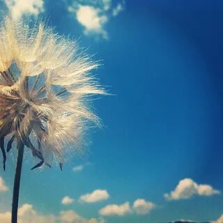 Noes wind