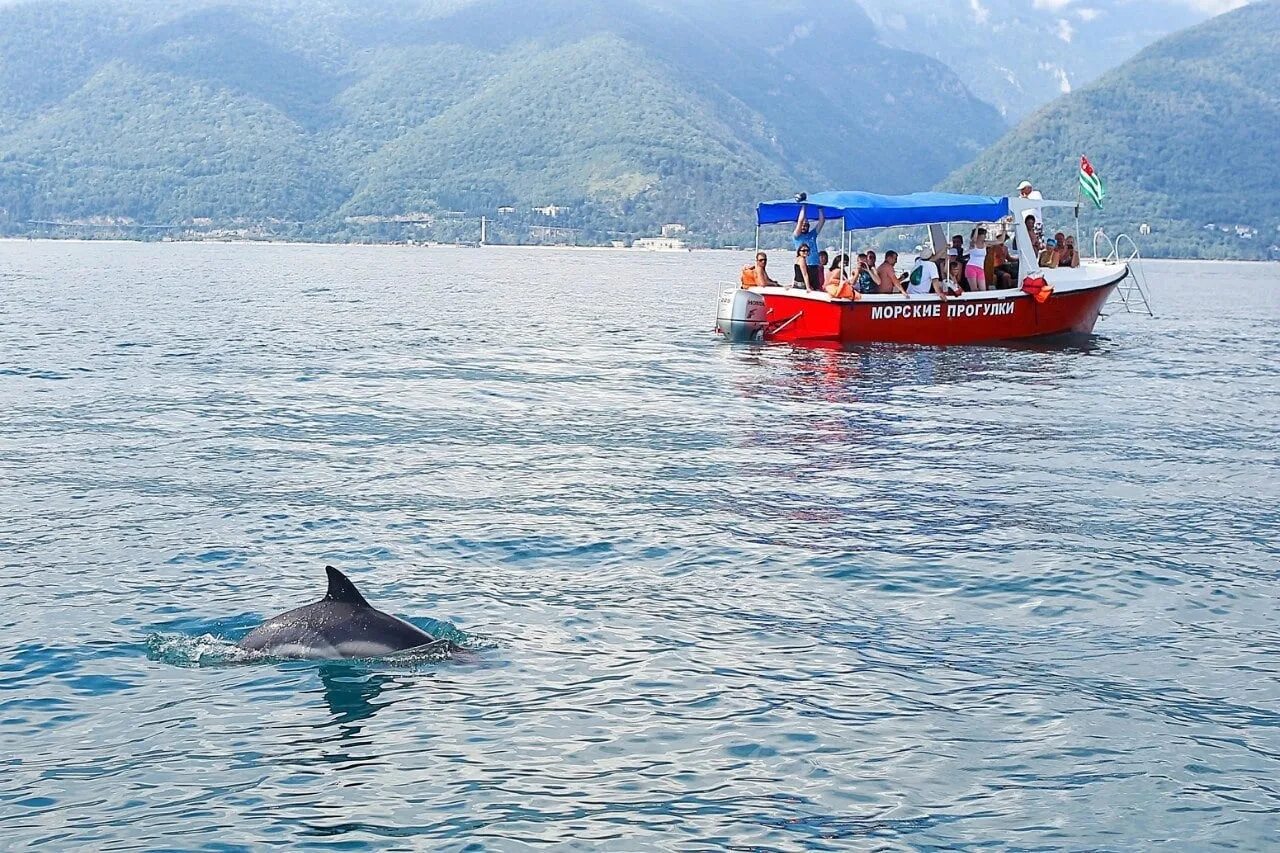 Дельфины в Абхазии в море Гагра. Морская прогулка Сухум. Дельфинарий Гагра Абхазия. Дельфины в Гагре. Дельфинарий гагра
