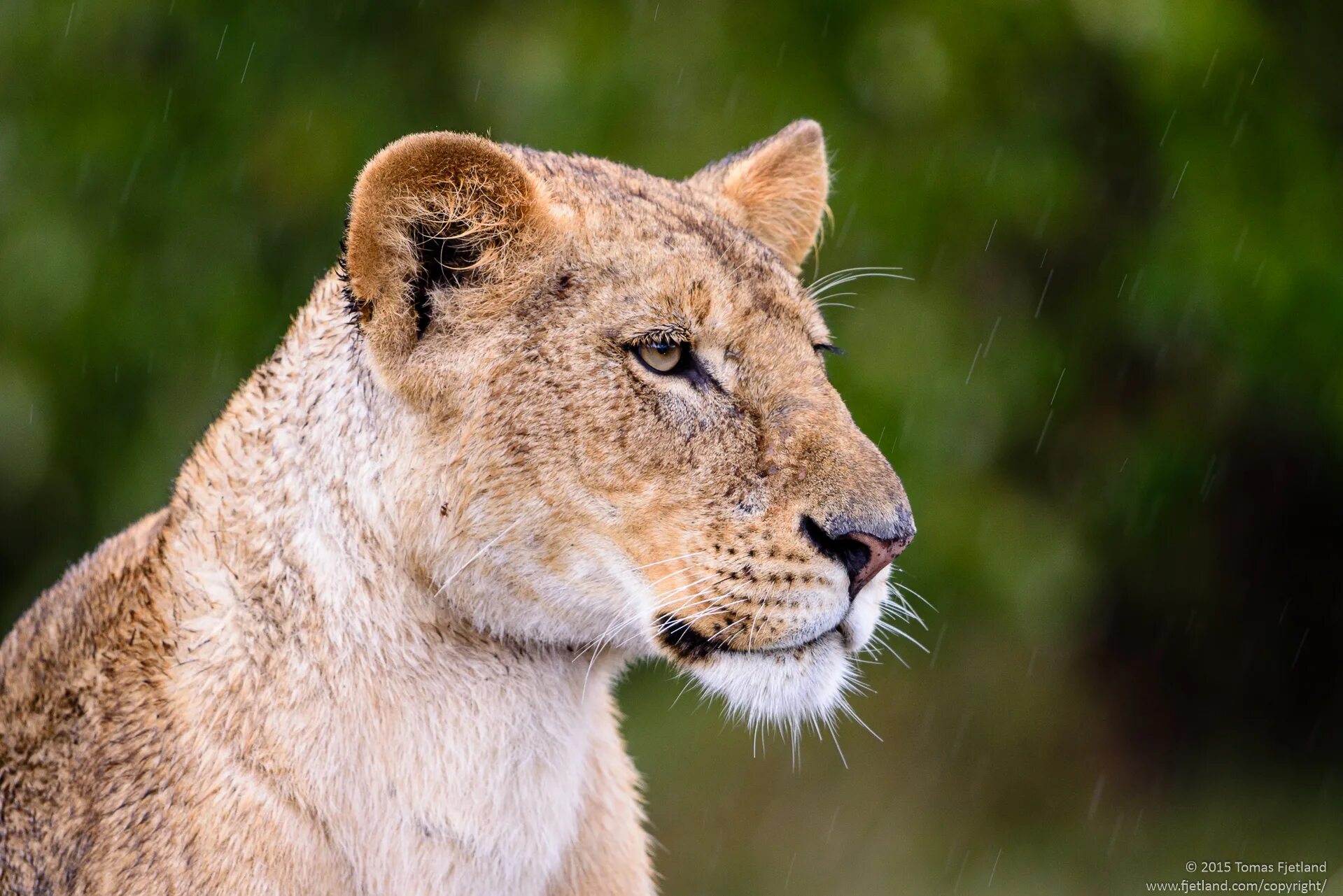 Lioness Rain. Lioness 8n the Rain. Lioness in the rain