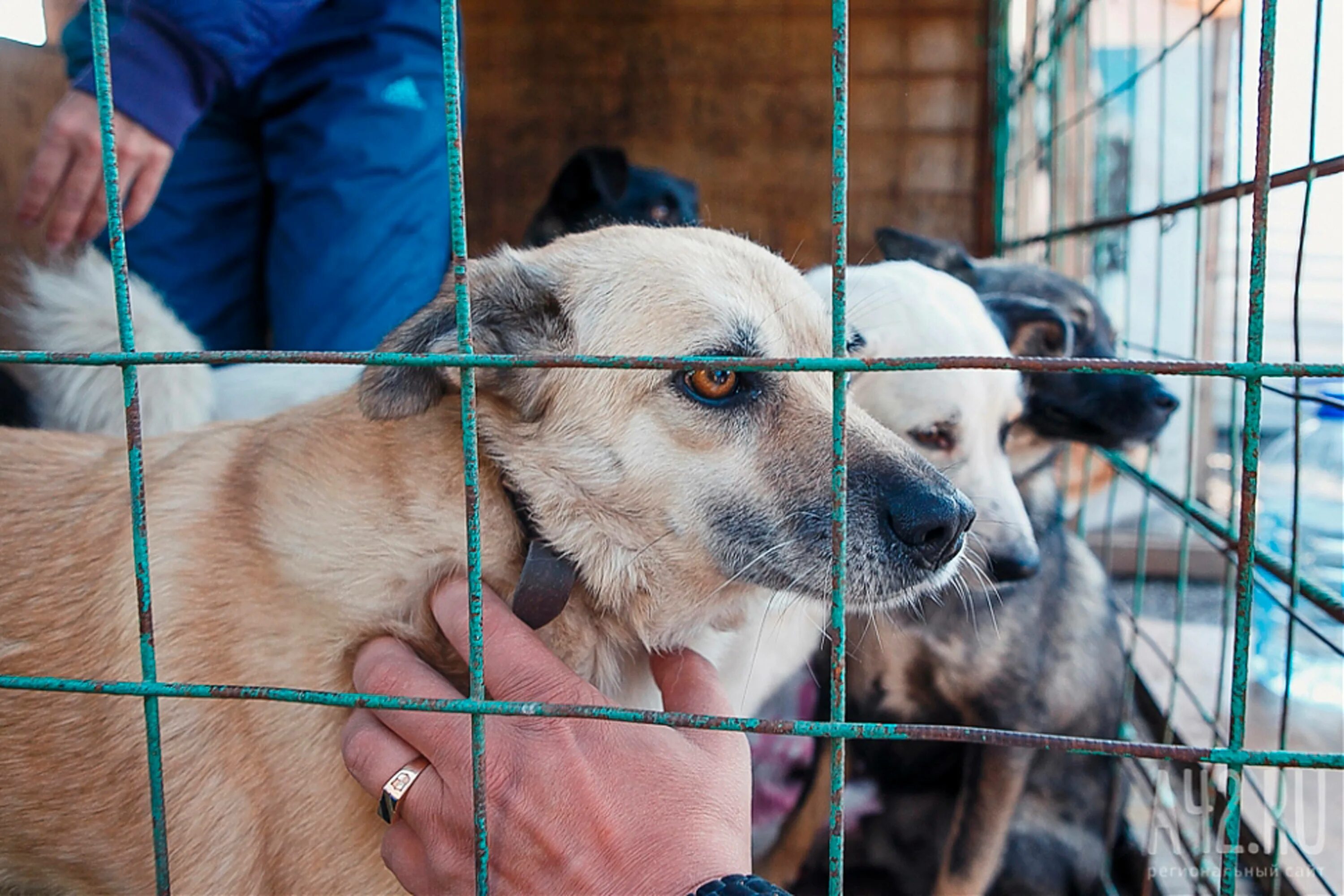 Приют для бездомных собак в Москве. Приют для бездомных собак в СПБ. Мирсаново приют для собак. Приюты для бездомных собак в Подмосковье.
