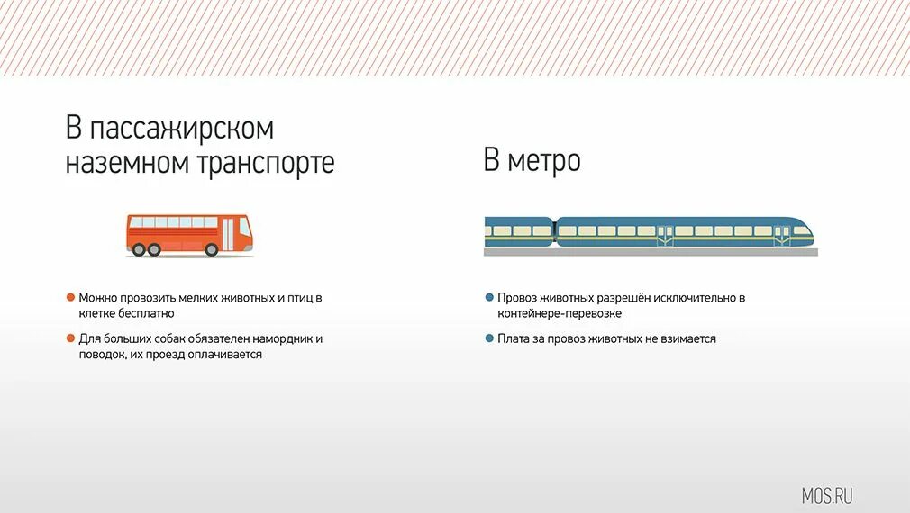 Сколько можно провезти в поезде. Провоз животных в автобусе. Правила перевозки животных в автобусе. Провоз животных в автобусе межгород. Порядок провоза собак в автобусе.