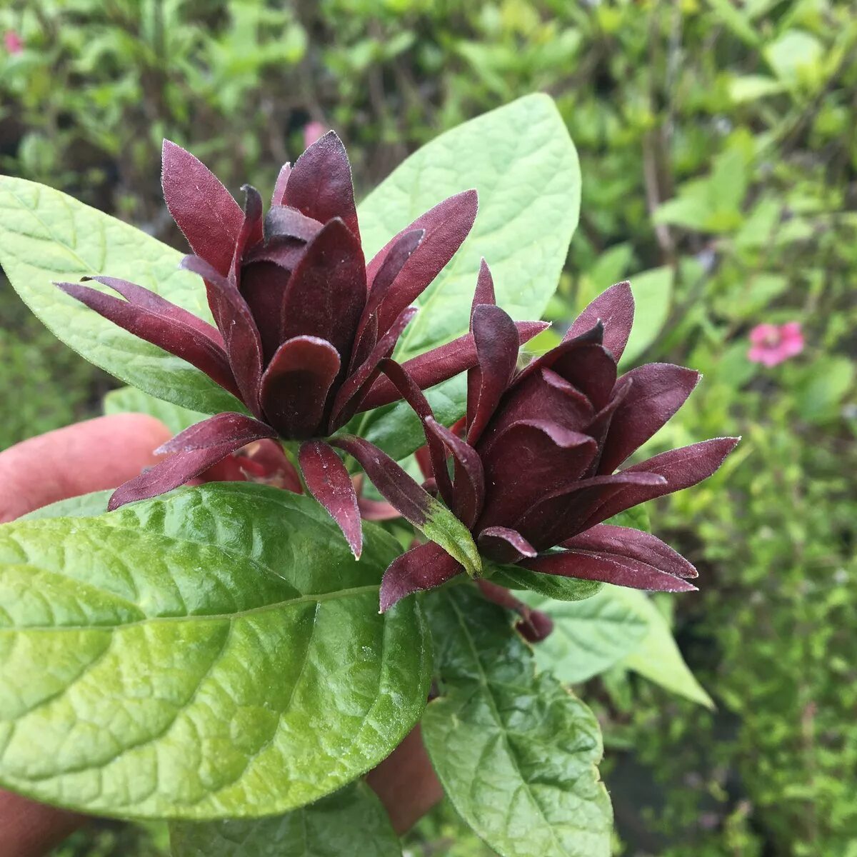 Каликант цветущий. Каликант флоридус. каликант флоридский. calycanthus floridus каликант.