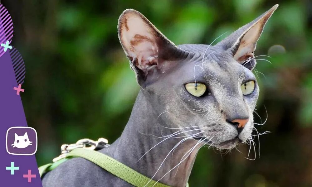 Петерболд ориентал. Петерболд вариетта сиам. Сфинкс кошка петерболд. Сфинкс петерболд. Порода сфинкс петерболд.