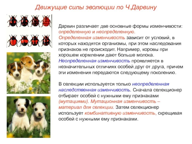 Формы и движущие силы. Чарльз дарвин движущие силы эволюции. теория дарвина движущие силы эволюции. наследственность по дарвину движущие силы. наследственная изменчивость по дарвину.