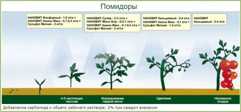 Схема удобрения рассады томатов. Схема подкормки тепличных томатов. Схема подкормки томатов в теплице. Схема подкормки помидоров в теплице.