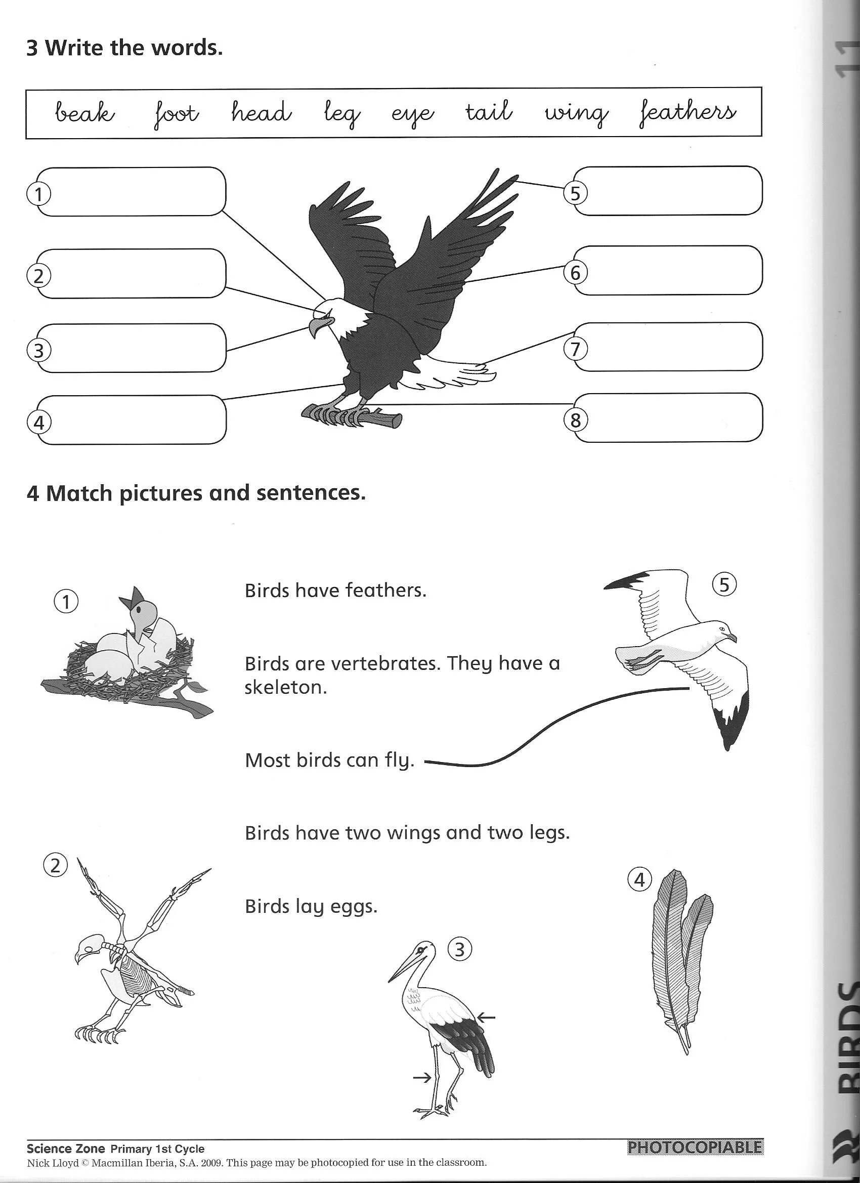 Birds Worksheets. Птицы на английском. Birds tasks for Kids. Birds Worksheets for Kids.