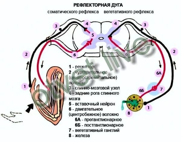 Стадии рефлекса. Рефлексы головного мозга рефлекторная дуга. Рефлекторная дуга дыхательной системы. Схема соматической рефлекторной дуги коленного рефлекса. Рефлекс дыхания рефлекторная дуга строение.