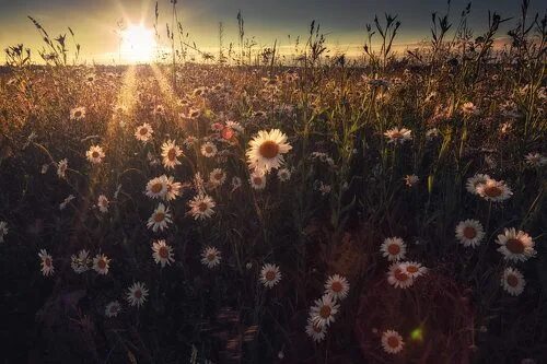 Поле фото эстетика Yellow daisy flower field 1229971 Stock Photo at Vecteezy