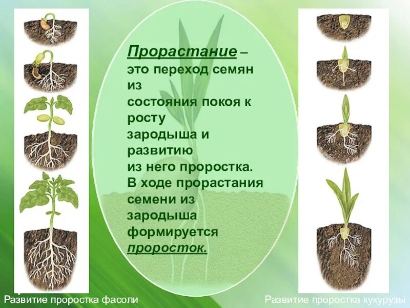 Этапы роста растений. Развитие растения из семени. Развитие растений из семенм. Последовательность развития органов проростка. Какая ботаническая наука изучает размножение растений