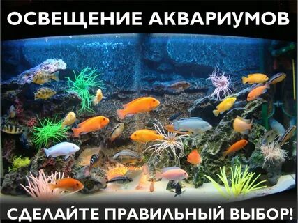 Аквариумные рыбки в аквариуме