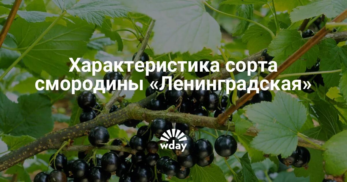 Смородина ленинградский великан описание сорта. Черная смородина Ленинградский великан. Черная смород Ленинградский великан. Сорта смородины Ленинградский великан. Смородина сорта великан.