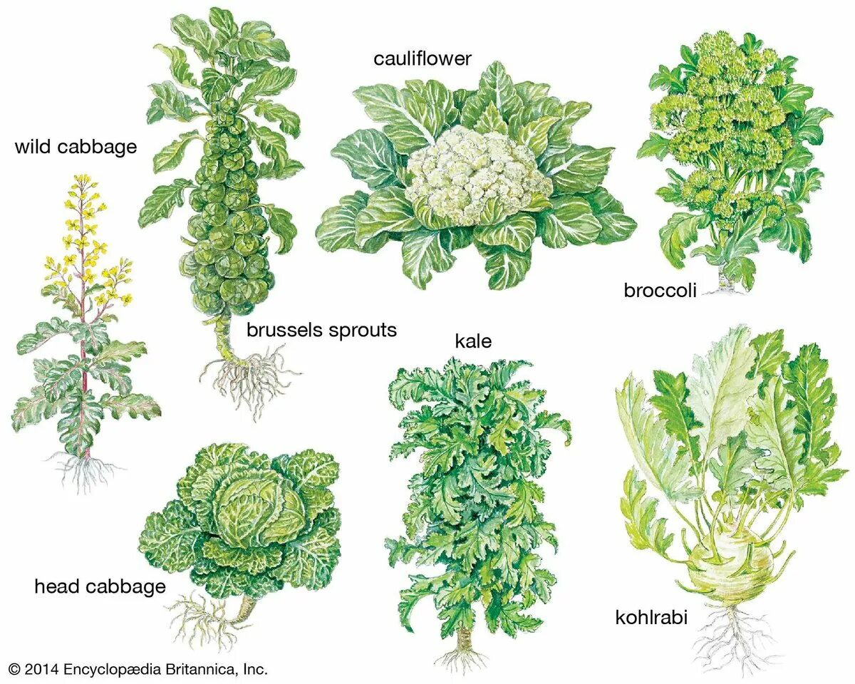 Brassica oleracea var. Gemmifera брюссельская капуста. Брюссельская капуста строение. Брокколи брюссельская капуста. Дикий предок брюссельской капусты.