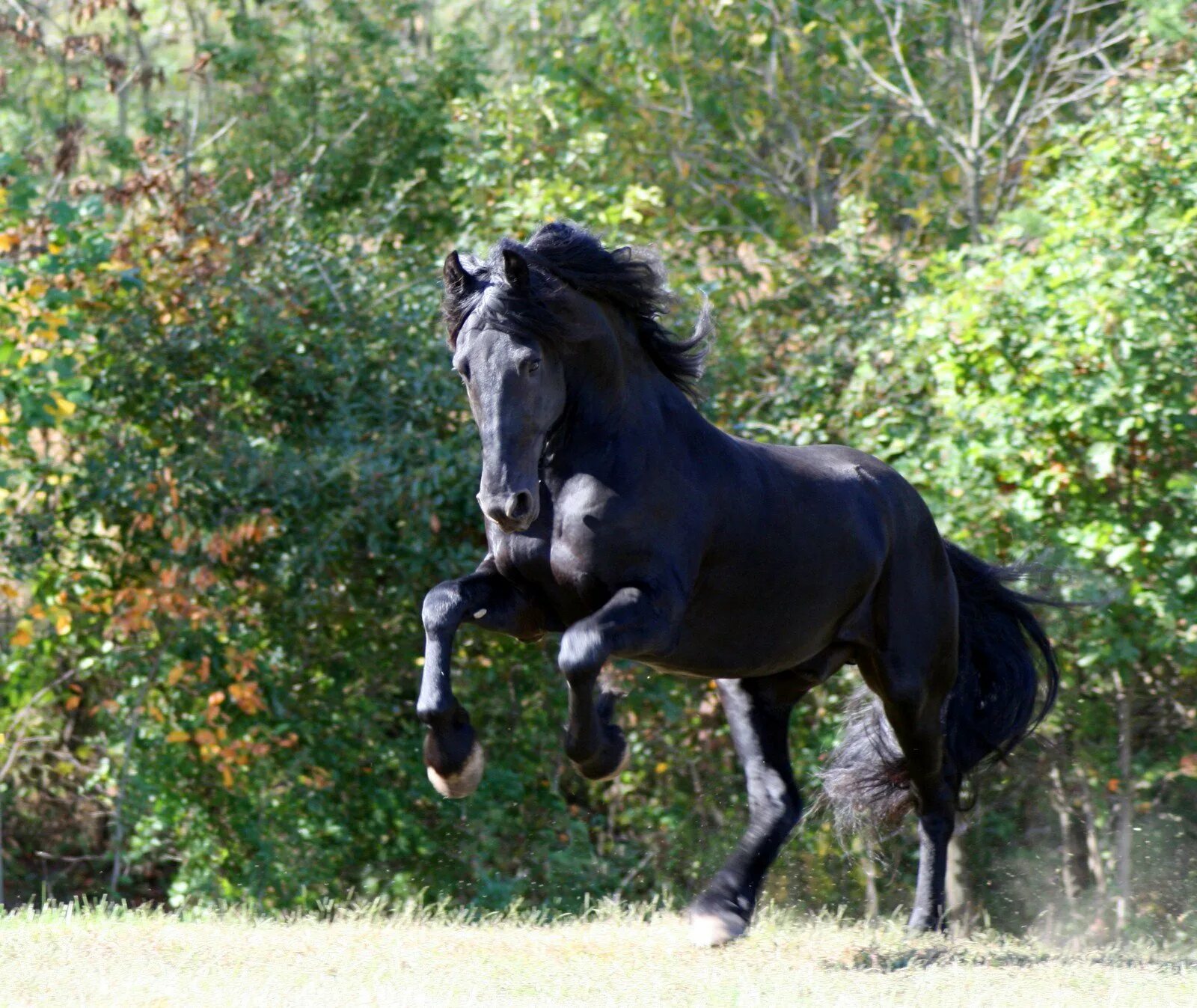 Сайт horse