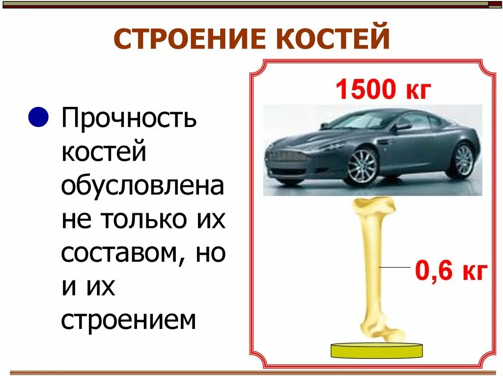 Прочность кости. Прочность человеческих костей. Прочность кости человека. Прочность на сжатие человеческой кости. Предел прочности костей.