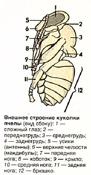 Куколка строение. Внешний вид куколки пчелы. Открытая куколка пчелы. Строение пчелы. Куколка пчелы