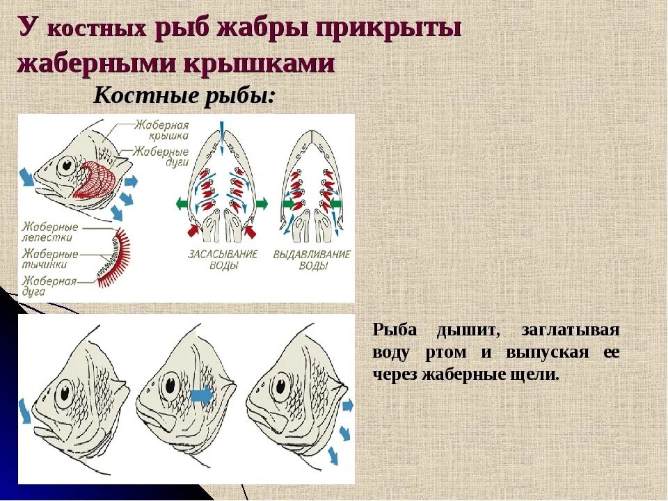 Строение рыбы жаберные крышки. Дыхательная система костистых рыб. Строение жабр костных рыб. Внутреннее строение жабр рыбы. Схема дыхания рыб.