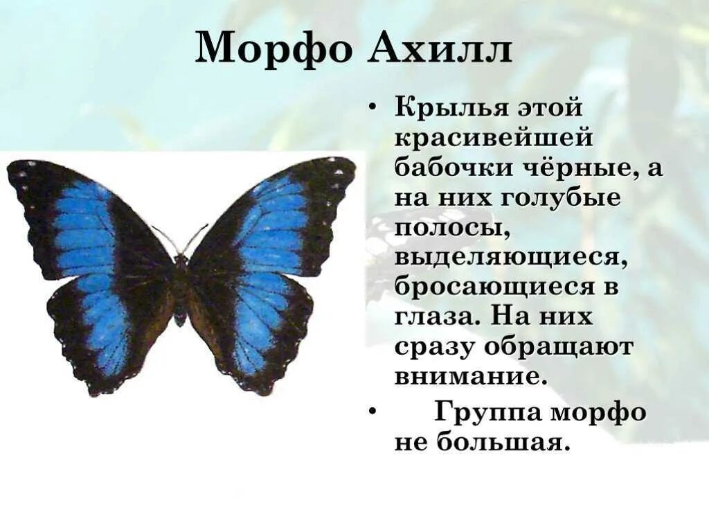 Бабочка составить слова. Сведения о бабочках. Описание бабочки. Бабочки для презентации. Презентация на тему бабочки.