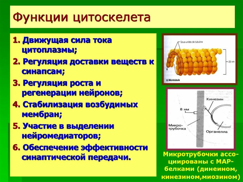 Функции органоидов цитоскелет. Микротрубочки цитоскелета функции. функции цитоскелета. цитоскелет функции органоида. строение и функции цитоскелета.