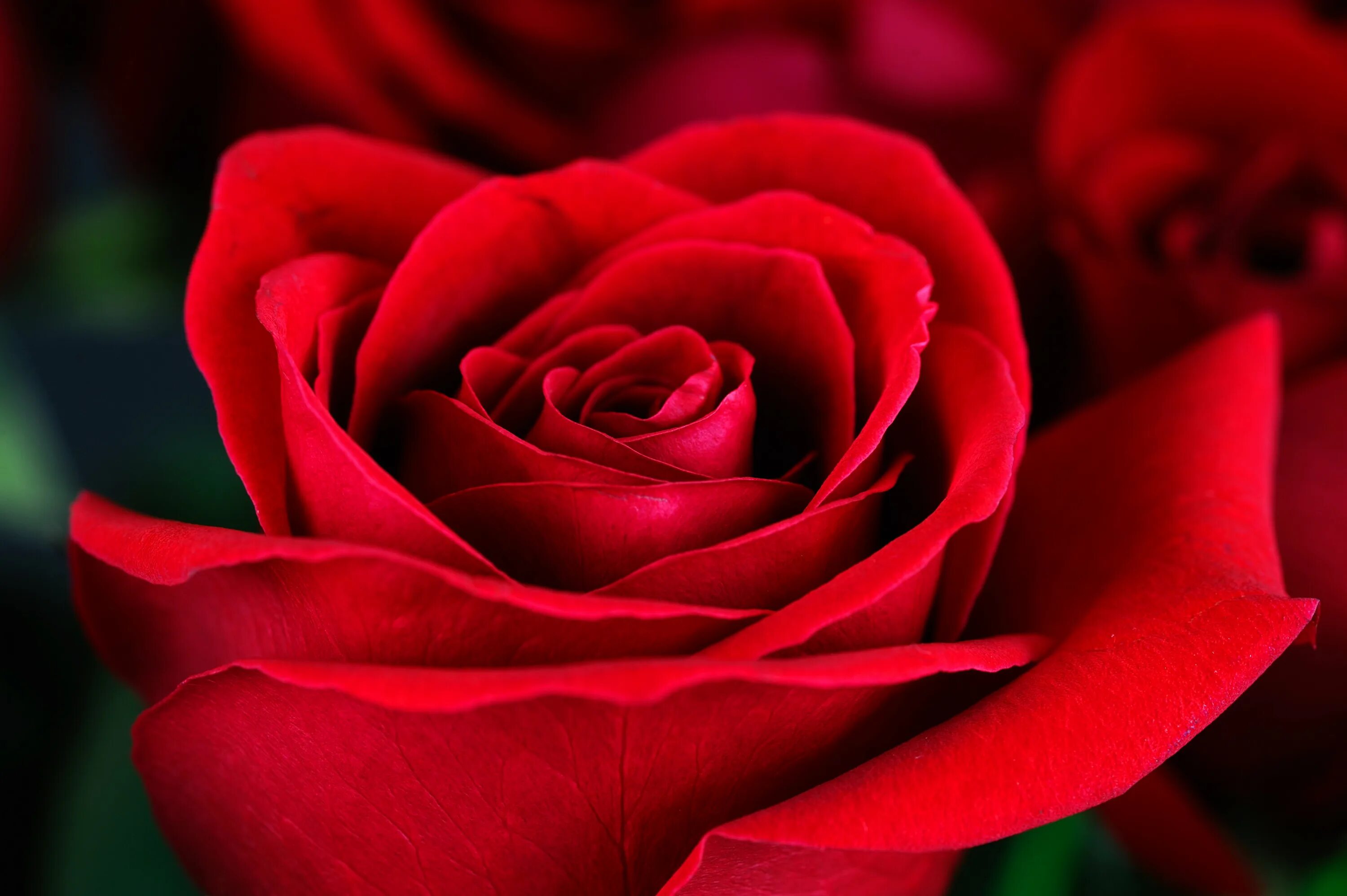 Цветы розы красные. Ред ред Роуз. Красные розы. Крупные красные розы.