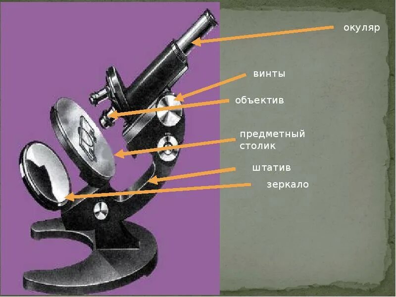 Как называется зрительная трубка микроскопа