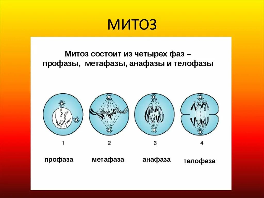 Митоз фазы кратко. Фазы деления клетки митоз рисунок. Схема стадий митоза. Фазы митотического деления клетки. Деление клетки митоз 6 класс биология.