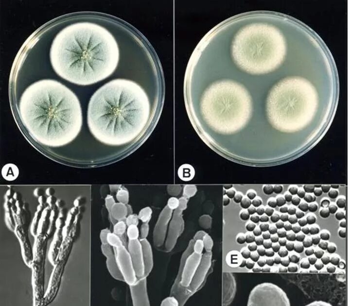 Пеницилл под микроскопом. Плесневые грибы пенициллин. penicillium notatum-chrysogenum. плесневого грибка рода penicillium. пенициллин микроскопия.