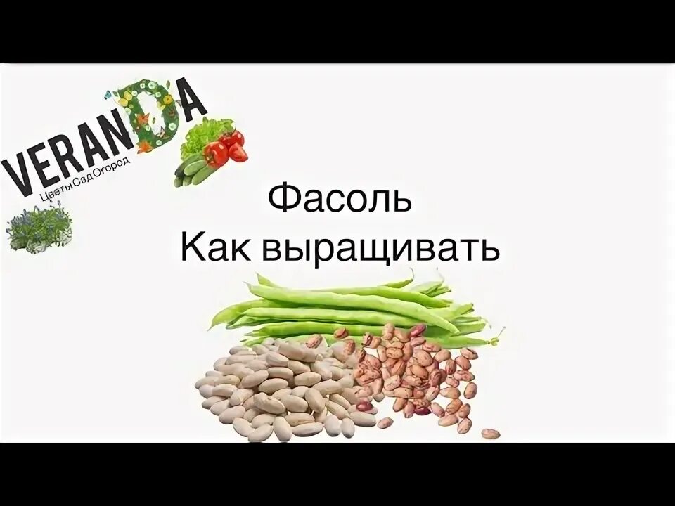 Как посеять фасоль. Как посеять фасоль