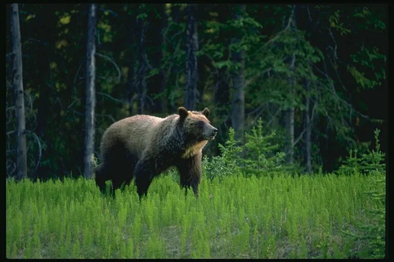 отряд хищные бурый медведь. бурый медведь сибирь. бурый медведь из тайги. североамериканский медведь гризли. бурый медведь в тайге.