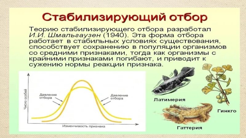 Формы естественного отбора 11 класс биология. Формы естественного отбора биология 9 класс. Формы естественного отбора 9 класс презентация. Естественный отбор схема биология. 5 примеров естественного отбора