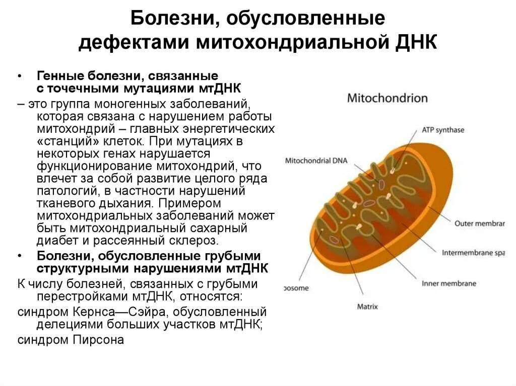 Кольцевая хромосома в митохондриях. Болезни связанные с нарушением ДНК митохондрий. Мутации в митохондриях. Митохондриальные наследственные болезни. Мутации в ДНК митохондрий.