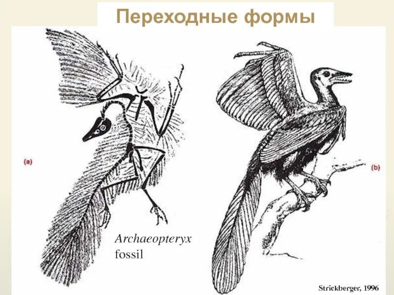 Археоптерикс переходная форма между