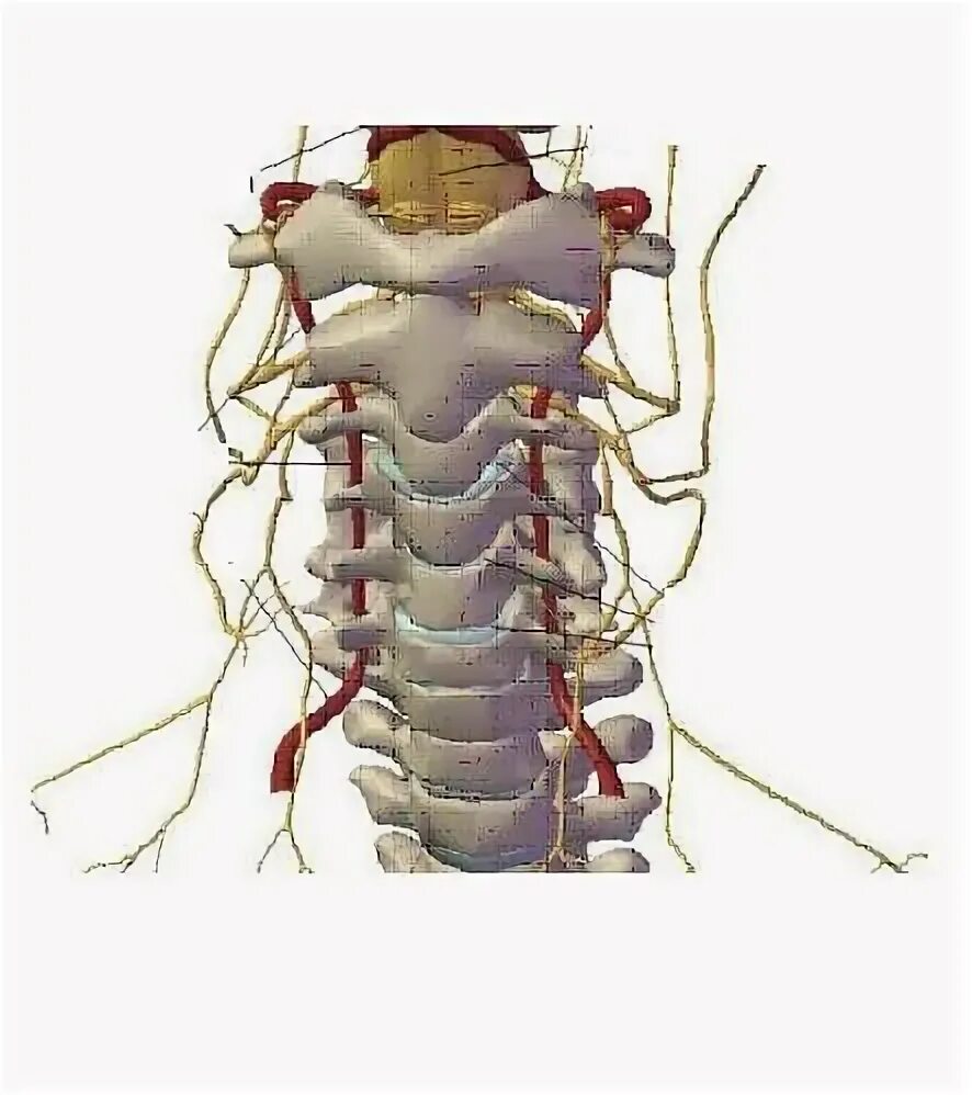 Анатомия позвоночной артерии в шейном отделе. Сужение интракраниального сегмента позвоночной артерии. Гипоплазия позвоночной артерии мрт. Сужение интракраниального сегмента позвоночной артерии. Непрямолинейность хода позвоночной артерии.