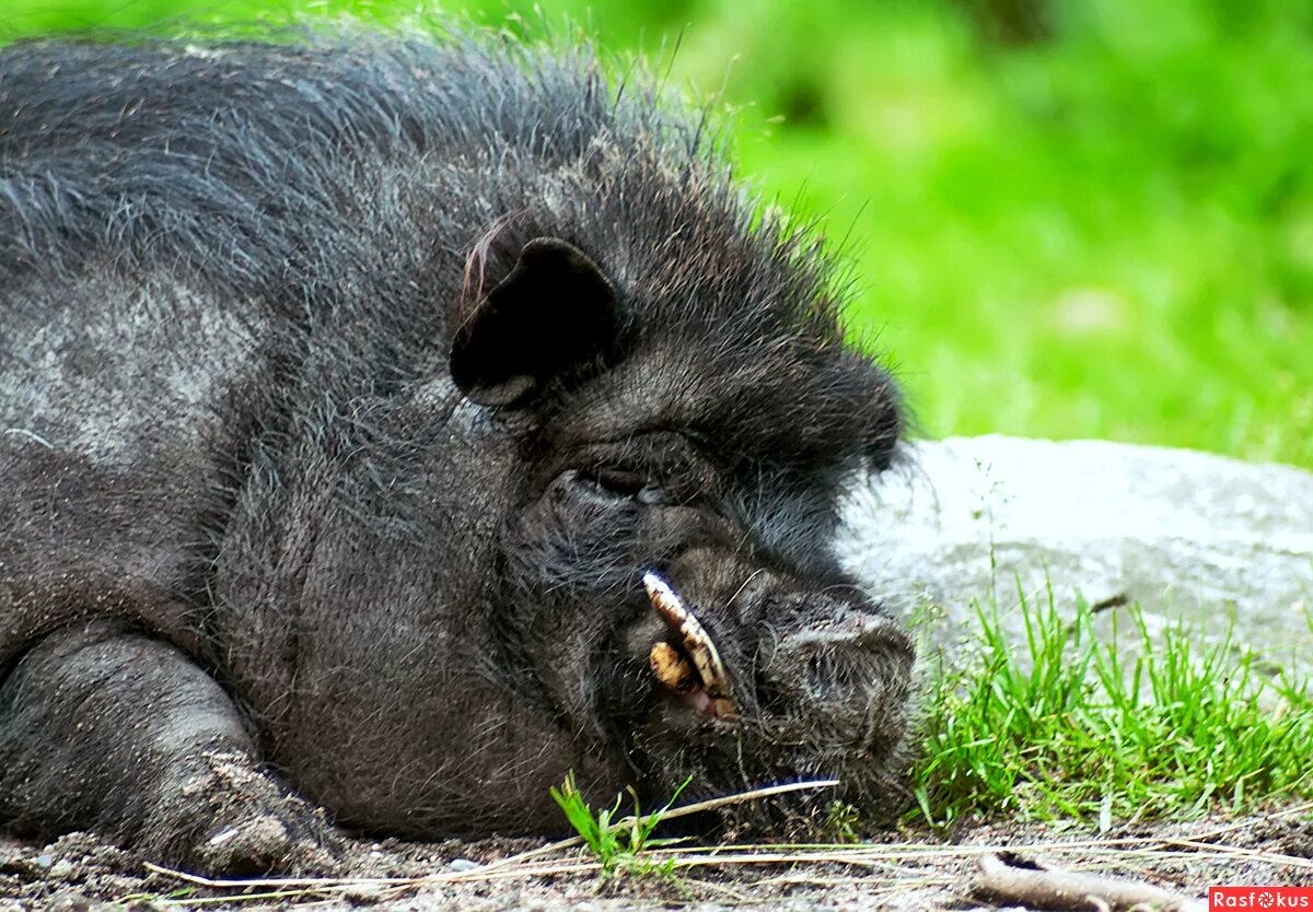 спящие свиньи. спящий кабан. спящий кабан. спящий кабан. спящий кабан.