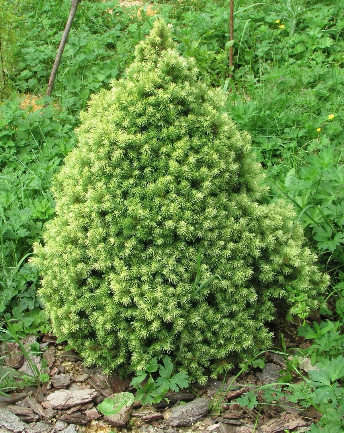 Ель канадская сизая Глаука. Ель канадская Picea glauca. Ель канадская/сизая (Picea glauca Daisys White) c2 40-60. Ель сизая (Picea glauca) “Alberta Globe”.