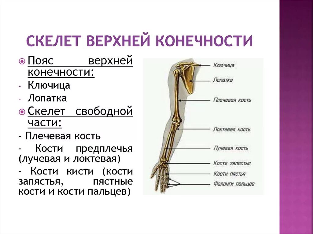 Скелет пояса верхних конечностей. Отделы скелета верхней конечности. Верхние конечности отдела отдела скелета. Скелет плечевого пояса и свободной верхней конечности.