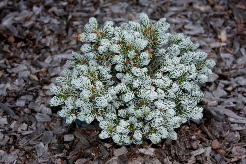 Abies koreana kohout s icebreaker. Пихта abies koreana &#039;kohout&#039;s icebreaker. abies koreana silver show. пихта когоут айсбрекер. пихта корейская когоутс айсбрейкер.