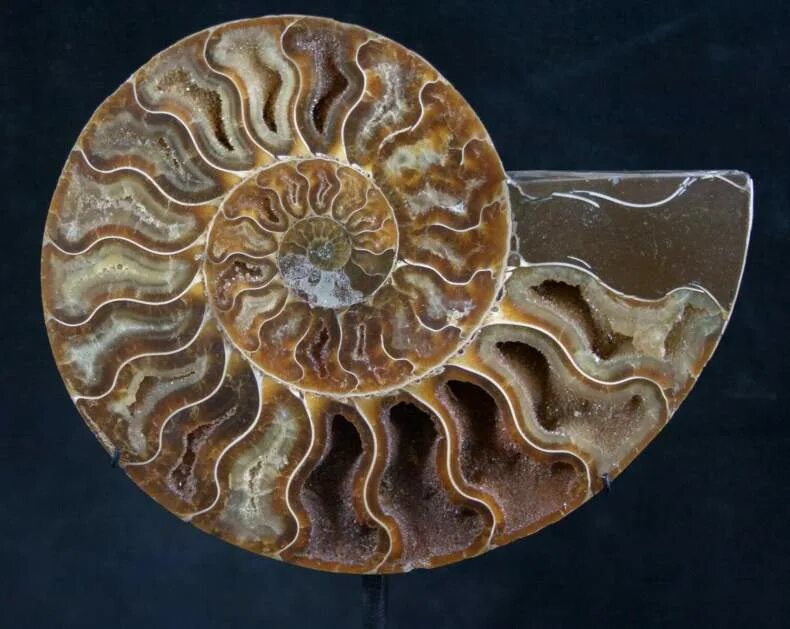 Аммониты древние моллюски моллюски. Аммониты Марокко. Аммонит халцедон. Окаменелые моллюски аммониты.
