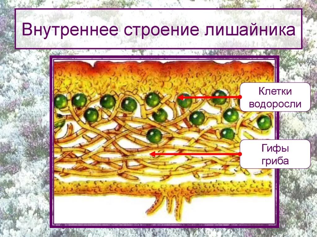 Модель внутреннего строения лишайника 5 класс. Внутреннее строение лишайника. Внутреннее строение лишайника 5 класс биология. Макет внутреннего строения лишайника.