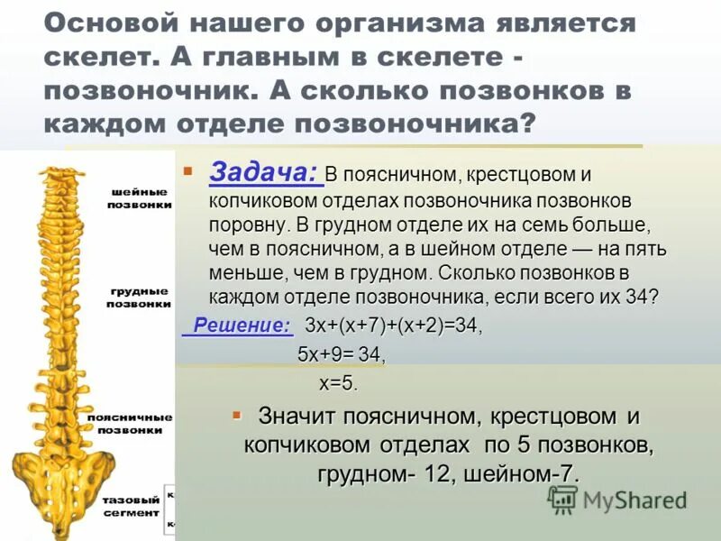 скелет лягушки кости позвоночника. у земноводных шейный отдел позвоночника. количество позвонков в шейном отделе лягушки. отделы позвоночника млекопитающих. скелет лягушки крестцовый отдел.