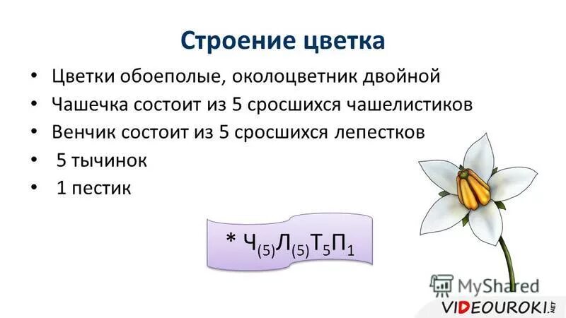 Венчик раздельнолепестный и сростнолепестный. Венчик сростнолепестной свободнолепестной. В околоцветнике 5 сросшихся лепестков. Сростнолепестный околоцветник. Формула цветка.