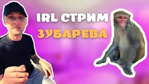 Зубарев обезьяны