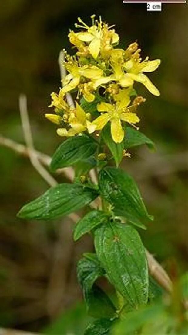 Зверобой похожие. Зверобой жестковолосистый. Зверобой волосистый - Hypericum hirsutum. Зверобой продырявленный листья. Зверобой горный(Hypericum montanum l.).