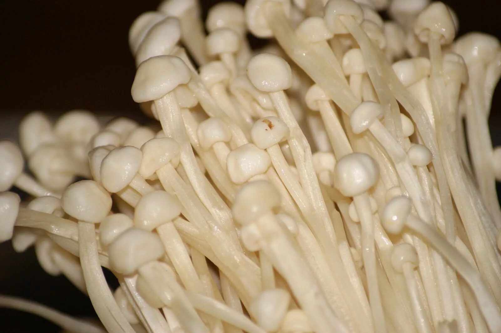 Японские грибы Эноки. Китайские грибы Эноки. Грибы Эноки (энокитаке). Грибы Эноки Корея. Острый гриб эноки