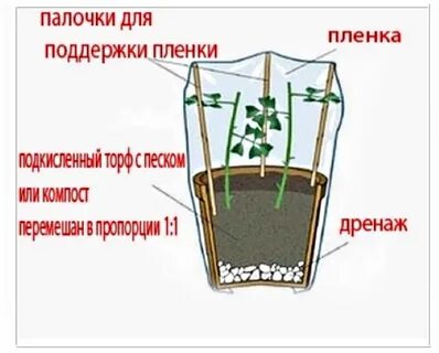 Грунт для укоренения черенков