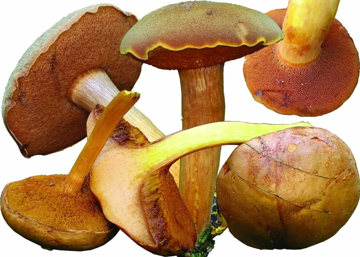1 трубчатые грибы. Моховик масленок перечный гриб. Масленок перечный (Chalciporus piperatus). Гриб моховик (Козляк. Маслята и перечный гриб.